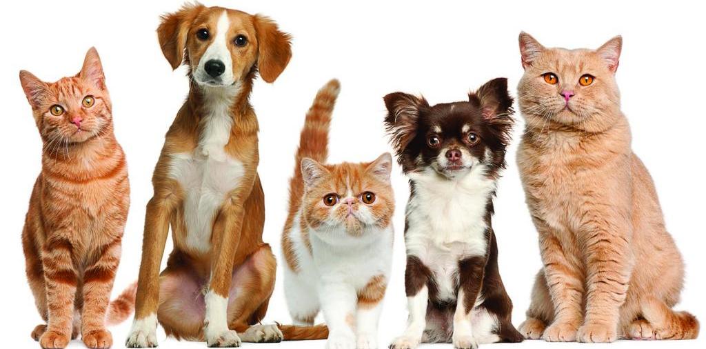 Доска объявлений о животных | ЗооТом - продажа, вязка и услуги для животных в Саянске