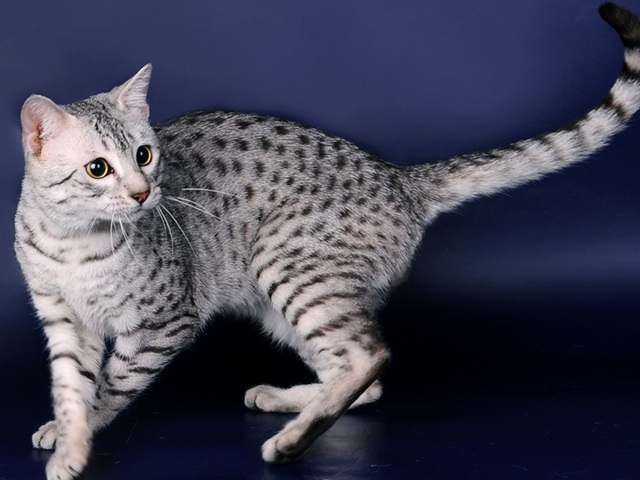 Породы кошек в Саянске | ЗооТом портал о животных