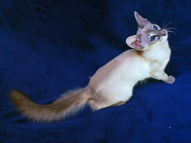 Выведенные породы кошек в Саянске | ЗооТом портал о животных