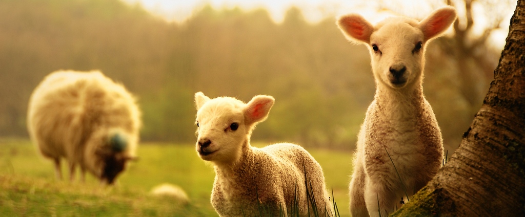 Объявления о сельскохозяйственных животных | ЗооТом - продажа, вязка и услуги для животных в Саянске