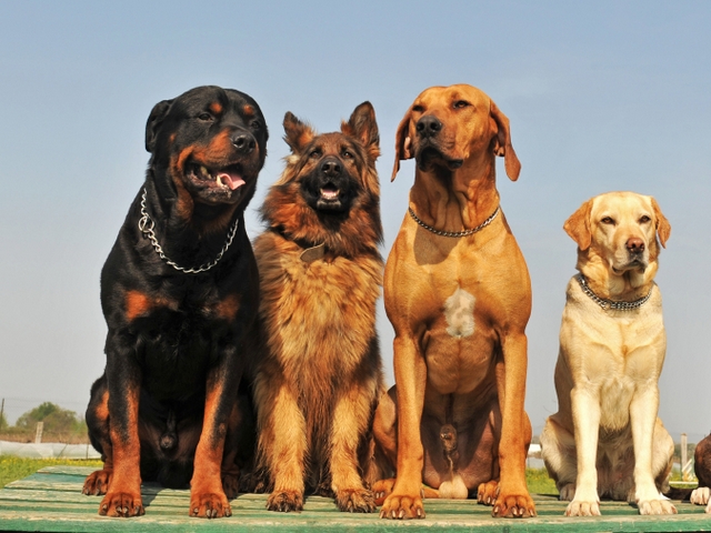 Крупные породы собак в Саянске | ЗооТом портал о животных